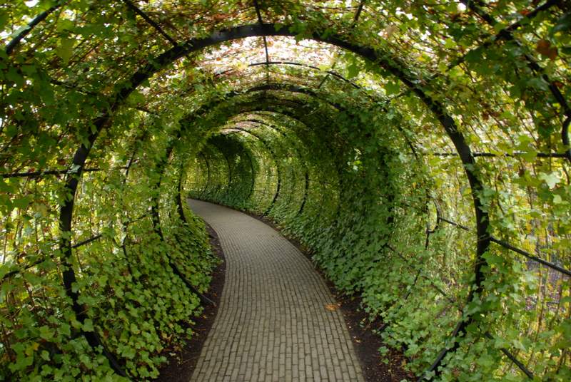 Tunnel of Ivy En Route to the Poison Garden