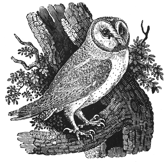 Barn Owl Tyto alba, from "A History of British Birds" (1816)