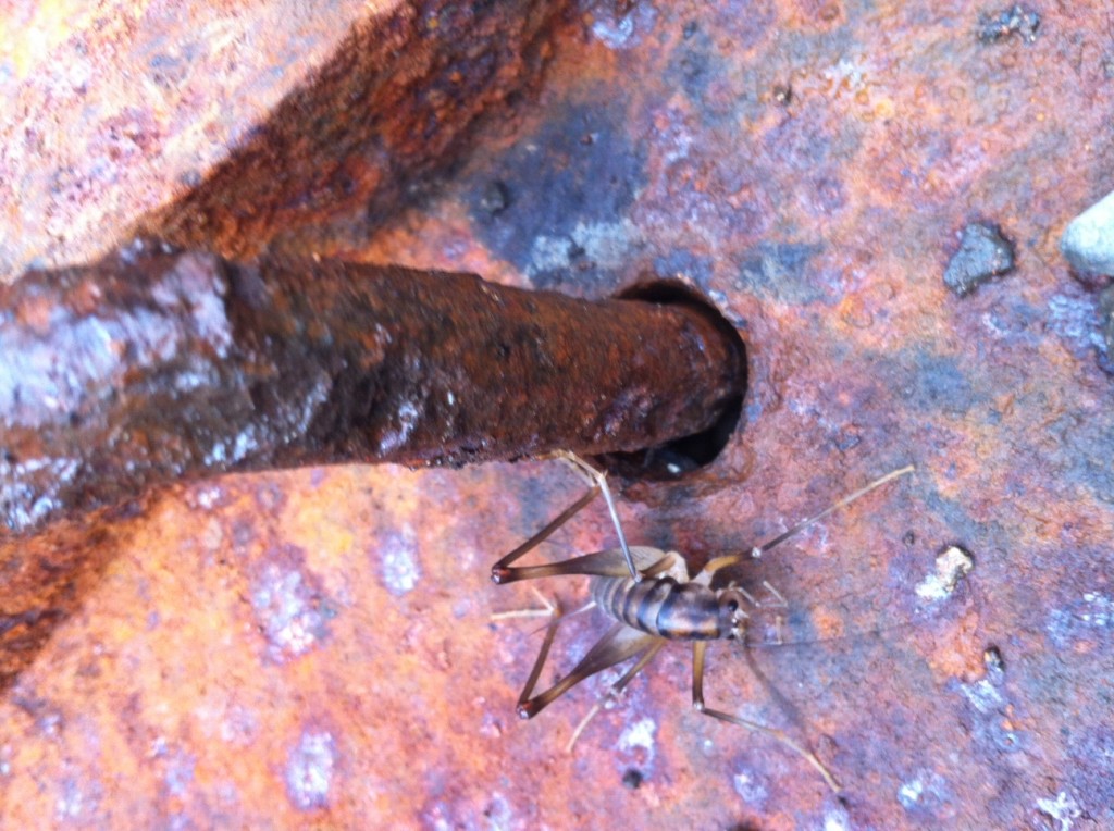 sewer crickets