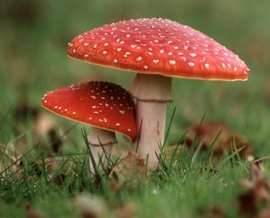 Amanita muscaria