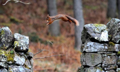 from The Guardian. Photograph: Owen Humphreys/PA