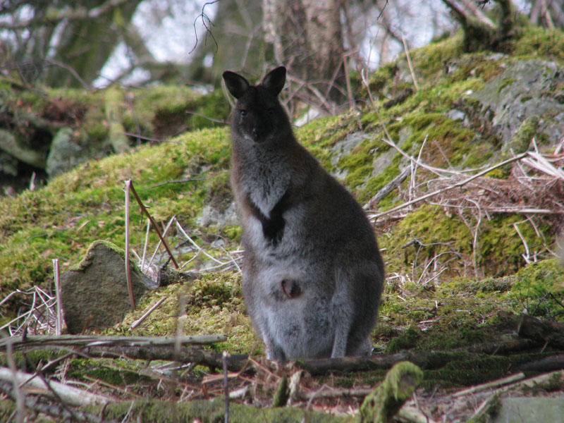 Inchconnachan Wallaby